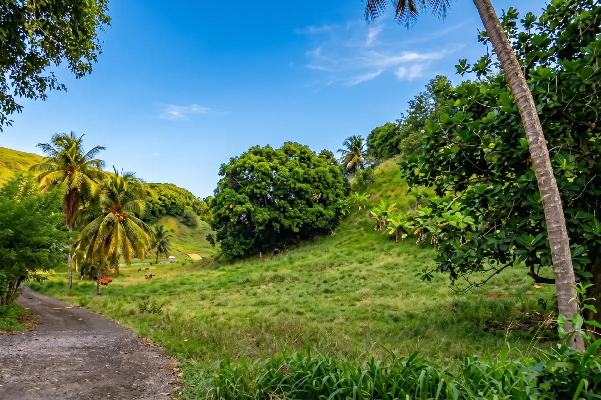 Image of Building Land for Sale in St. Vincent-Grand Sable-St. Vincent & the Grenadines, Image 3
