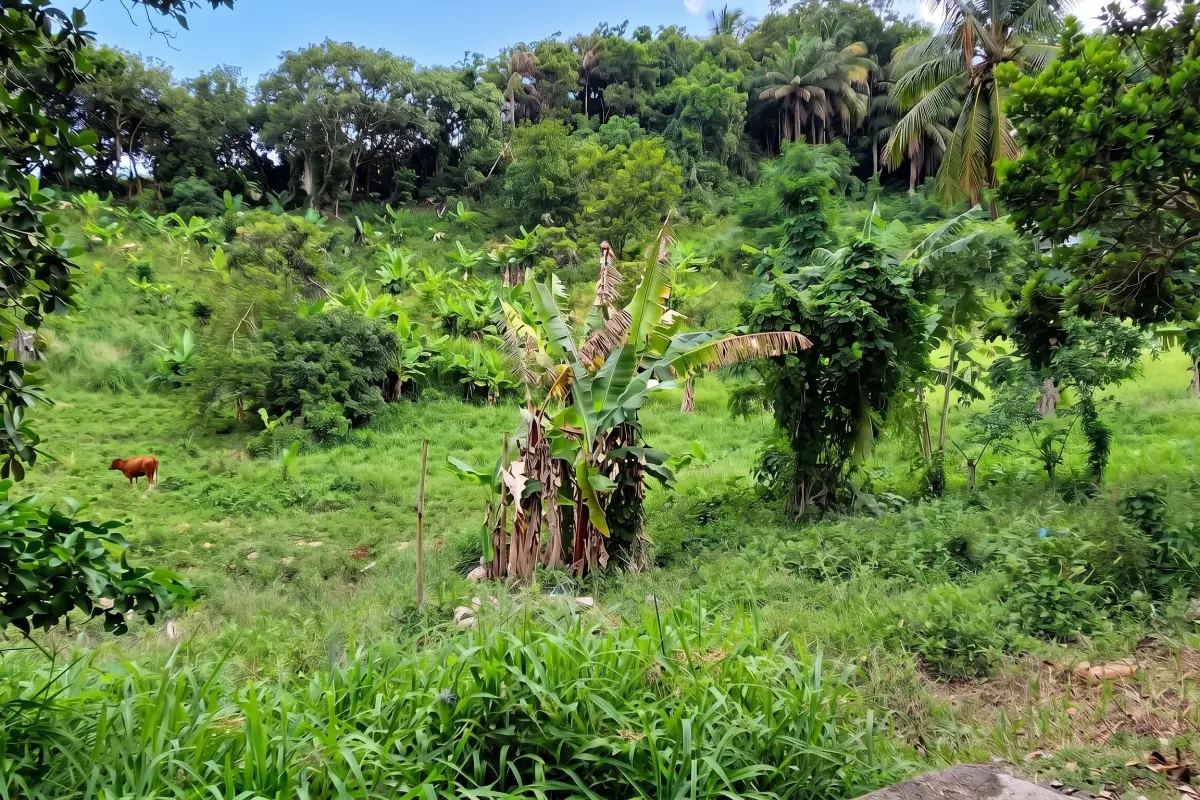 Image of Building Land for Sale in St. Vincent-Grand Sable-St. Vincent & the Grenadines, Image 4