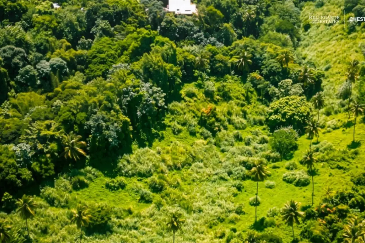 Image of Land for sale in St. Vincent-Penniston-St. Vincent & the Grenadines, Image 6