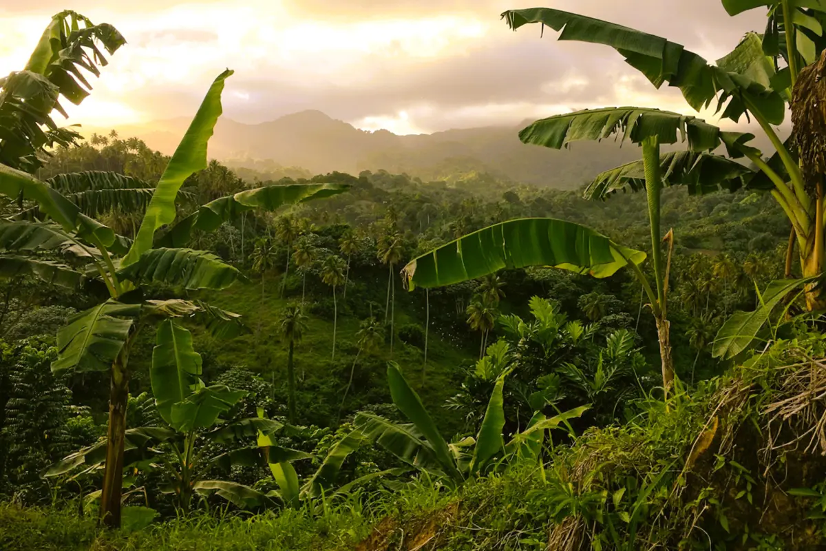 Image of Land for Resort Development for Sale in St. Vincent-Byrea-St Vincent and the Grenadines, Image 4