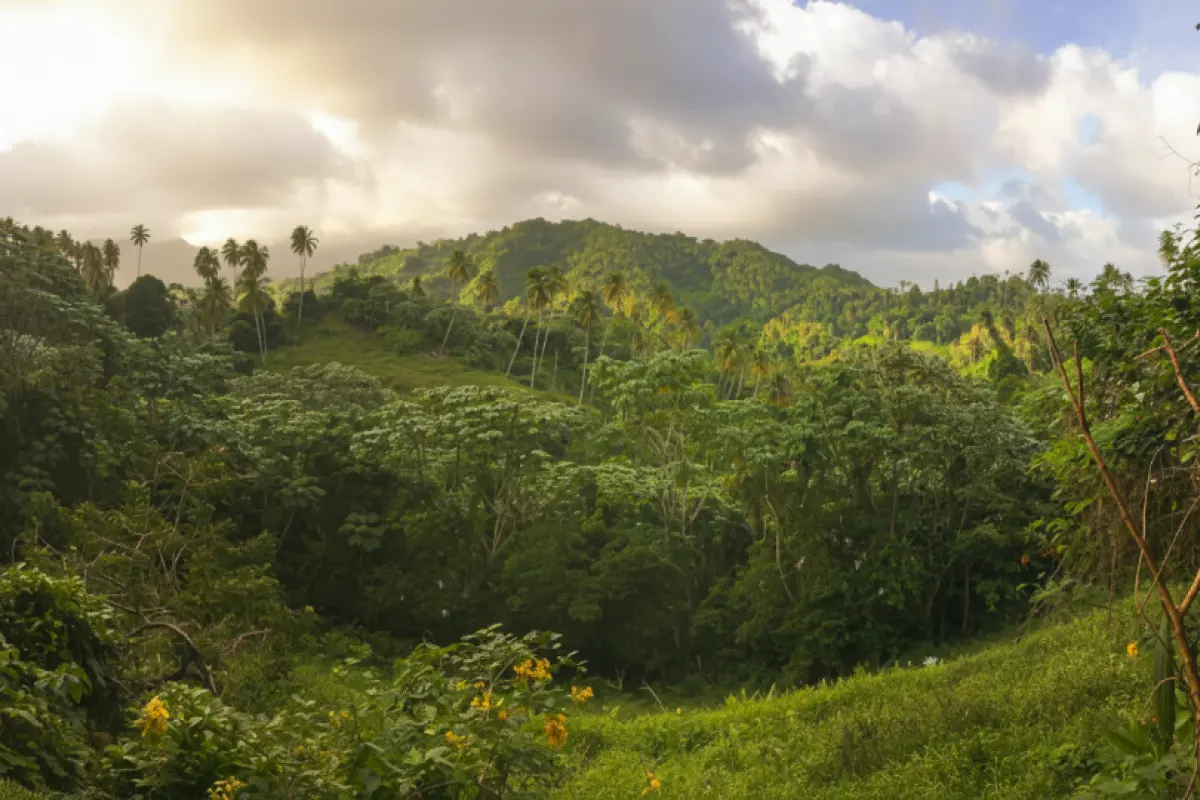  Image of Land for Resort Development for sale in St. Vincent-Byrea-St Vincent and the Grenadines, Image 10