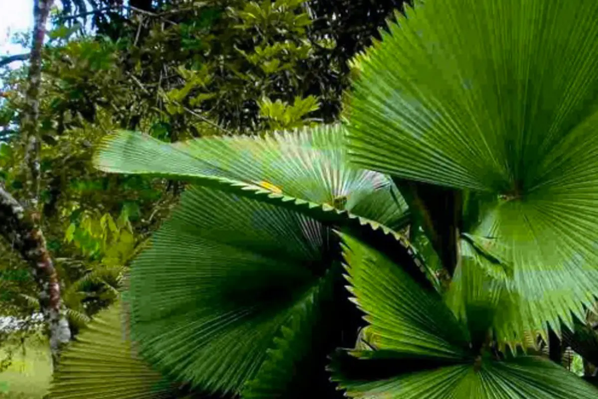  Image of Land for Resort Development for sale in St. Vincent-Byrea-St Vincent and the Grenadines, Image 18